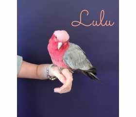 Lost Galah Cockatoo