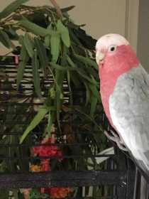 Lost Galah Cockatoo