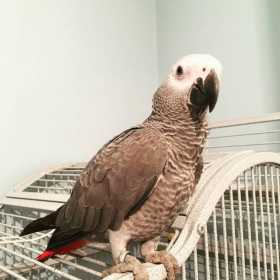 Lost African Grey