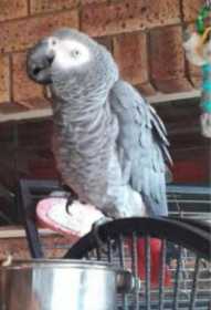 Lost African Grey