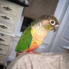 Lost Conure