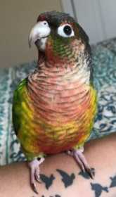 Lost Conure