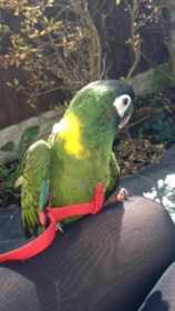 Lost Macaw