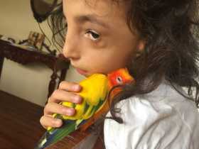 Lost Conure