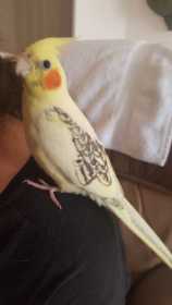 Lost Cockatiel