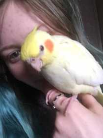 Lost Cockatiel