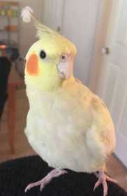 Lost Cockatiel