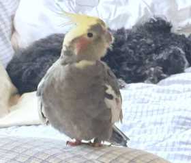 Lost Cockatiel