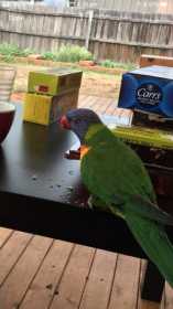 Lost Lory / Lorikeet