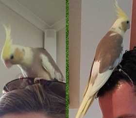 Lost Cockatiel