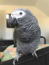 Lost African Grey