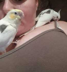 Lost Cockatiel