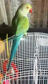 Lost Indian Ringneck Parakeet