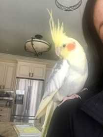 Lost Cockatiel