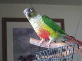 Lost Conure