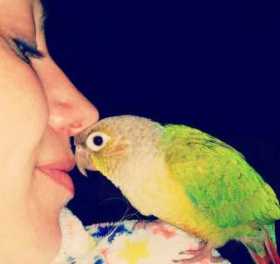 Lost Conure