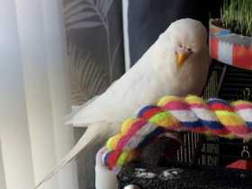 Lost Budgerigar