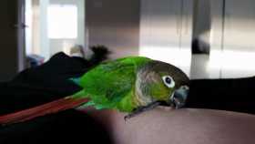 Lost Conure