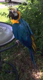 Lost Macaw