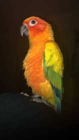 Lost Conure