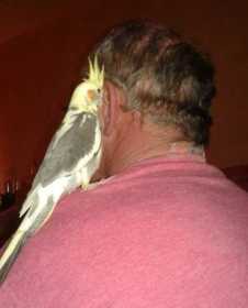 Lost Cockatiel