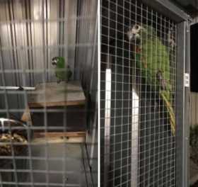 Lost Macaw