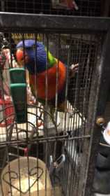 Lost Lory / Lorikeet