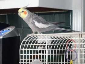 Lost Cockatiel