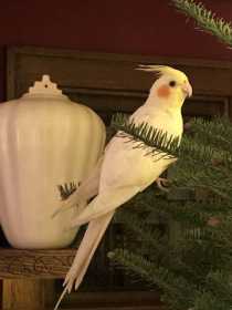 Lost Cockatiel