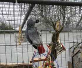 Lost African Grey