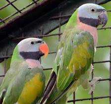 Lost Mustached / Moustached Parakeet