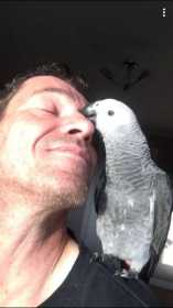 Lost African Grey