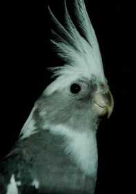 Lost Cockatiel