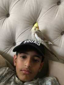 Lost Cockatiel