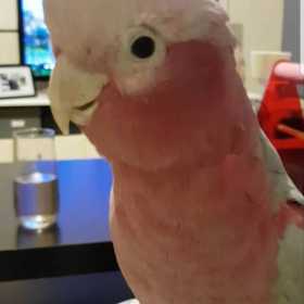 Lost Galah Cockatoo