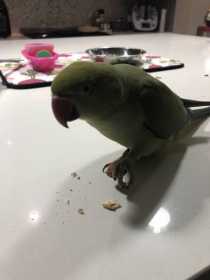 Lost Indian Ringneck Parakeet