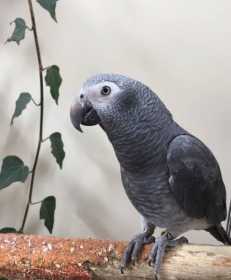 Lost African Grey