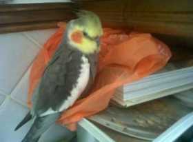 Lost Cockatiel