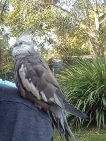 Lost Cockatiel