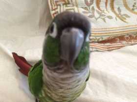 Lost Conure