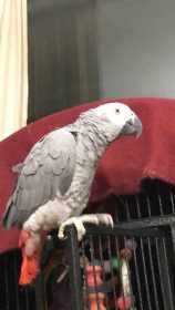 Lost African Grey