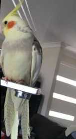 Lost Cockatiel