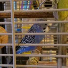 Lost Budgerigar