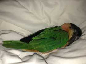 Lost Caique