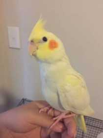 Lost Cockatiel