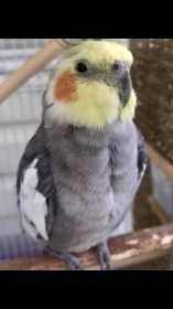 Lost Cockatiel