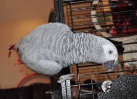 Lost African Grey