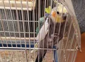 Lost Cockatiel