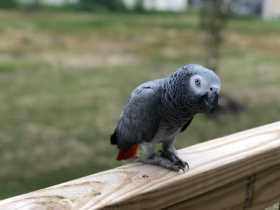 Lost African Grey