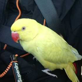 Lost Indian Ringneck Parakeet